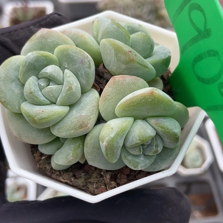 1909冰玉多肉植物