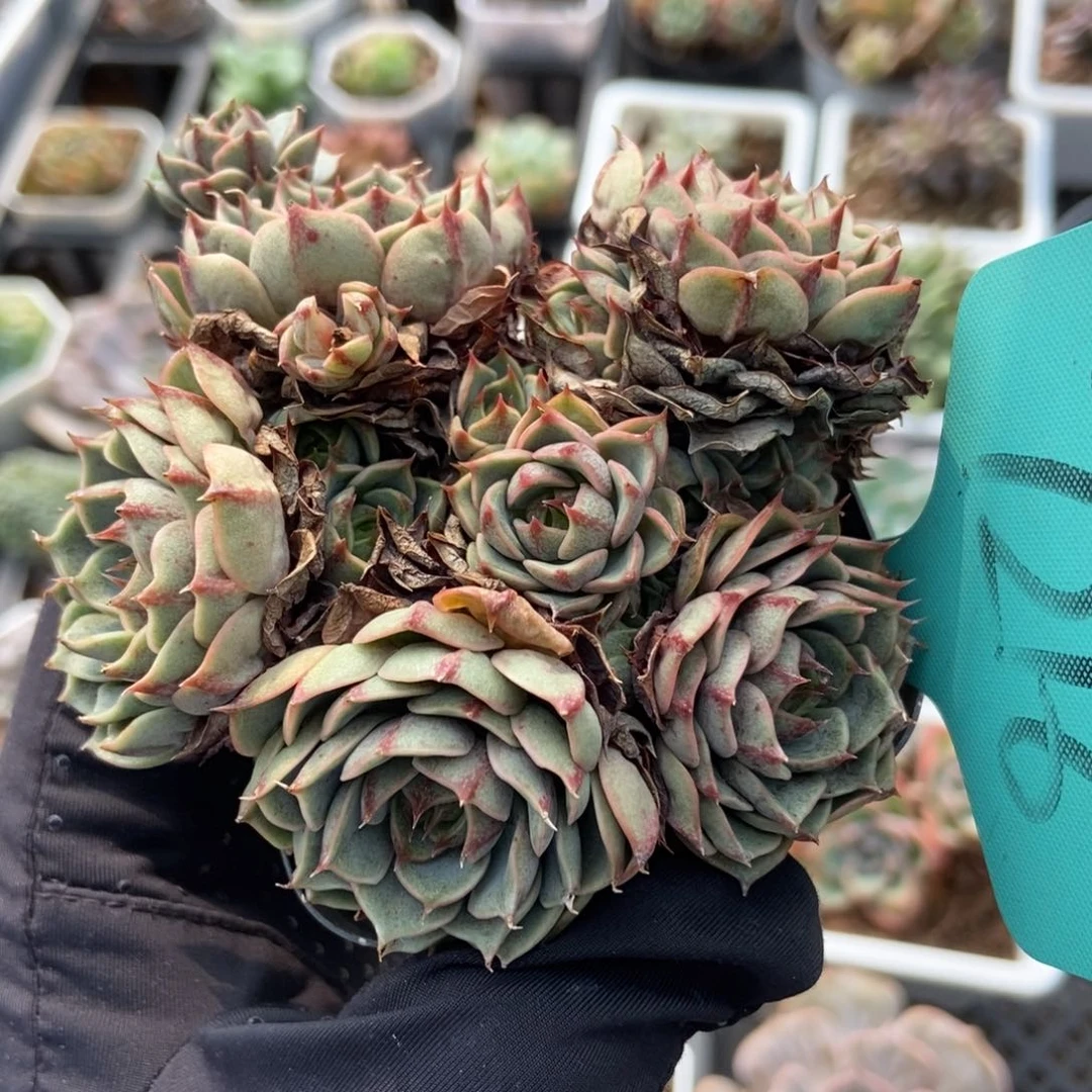 7216笨吧多肉植物保护