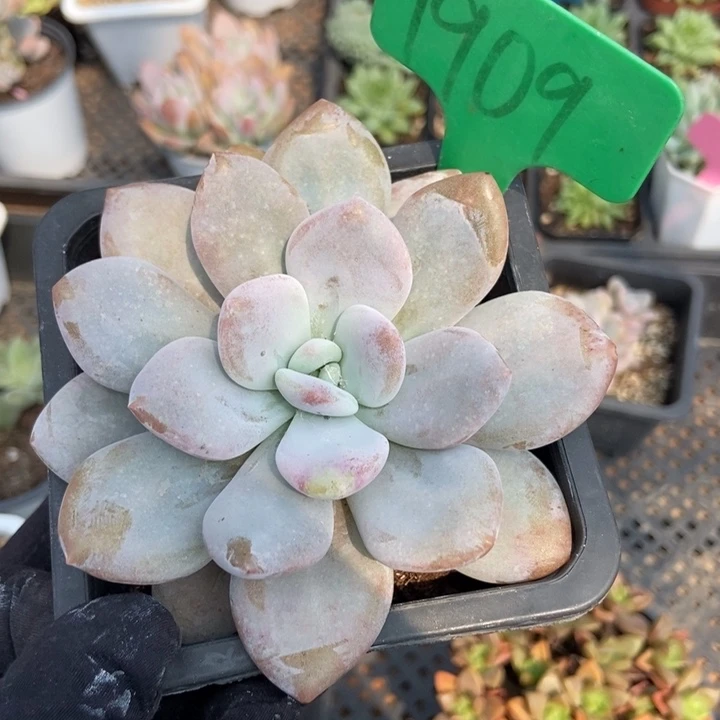 1909粉兔多肉植物