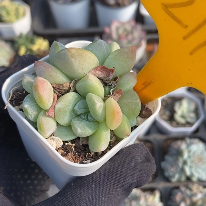 2116冰玉多肉植物
