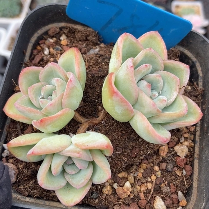 784泡芙多肉植物