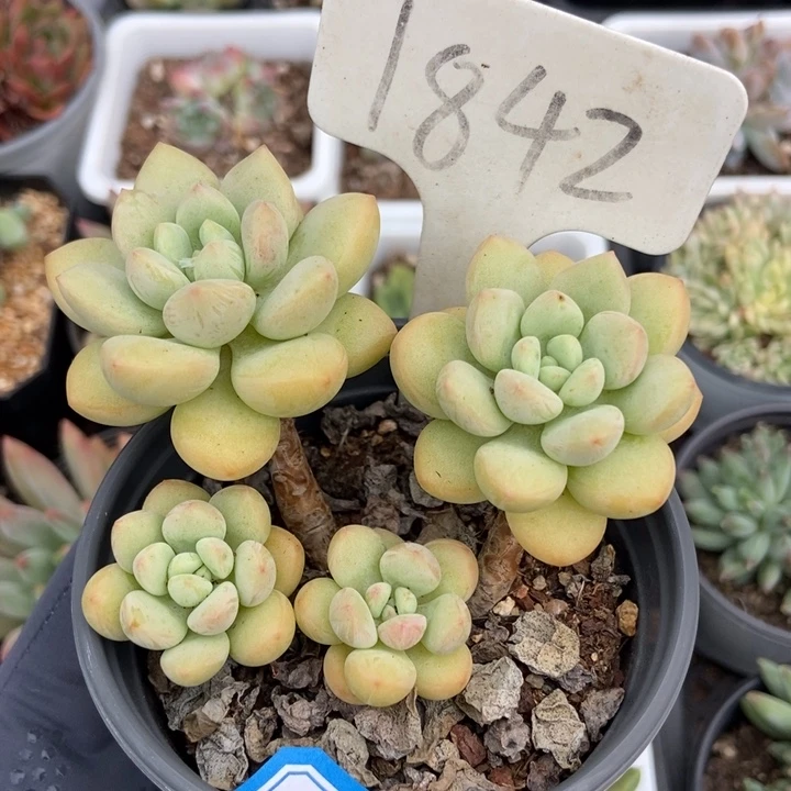 1842泡泡糖多肉植物