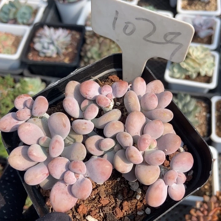1029桃蛋多肉植物保护