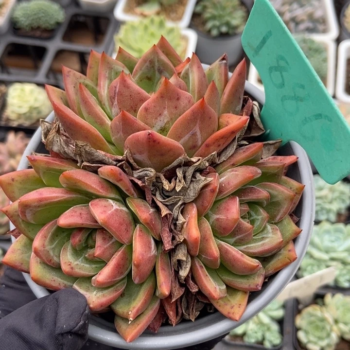 1886香槟多肉植物保护