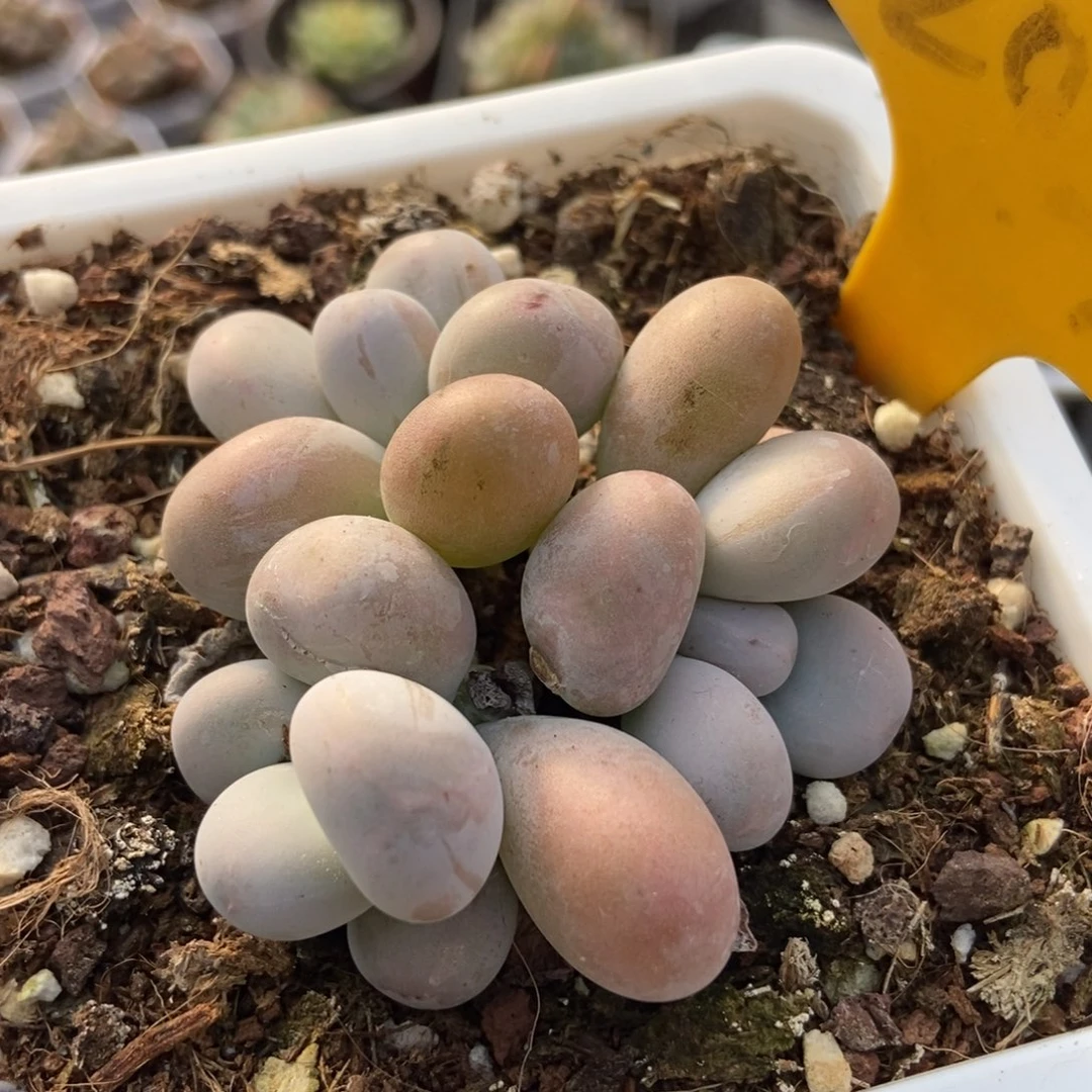 2090奶酪多肉植物保护