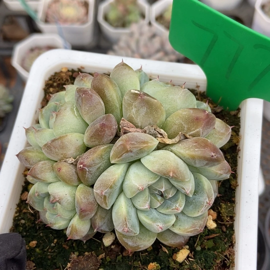 777二八多肉植物保护