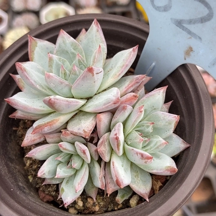 1627粉蓝鸟多肉植物