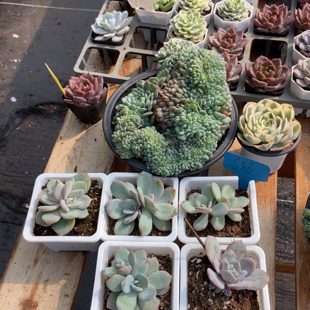 幼***大686奶茶六颗多肉植物保护