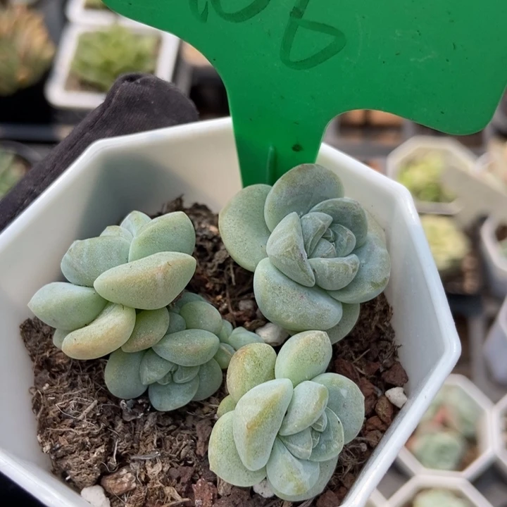 106冰玉多肉植物保护