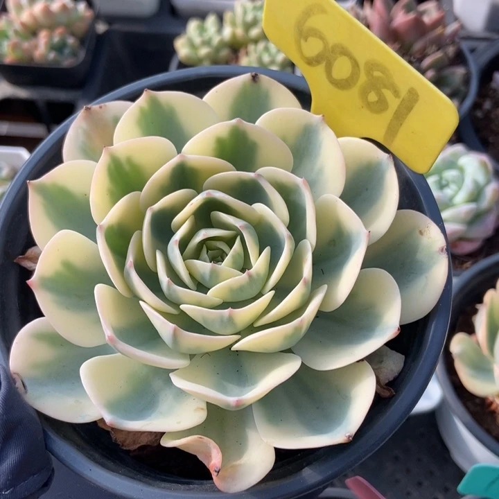 6081玉蝶锦多肉植物保护