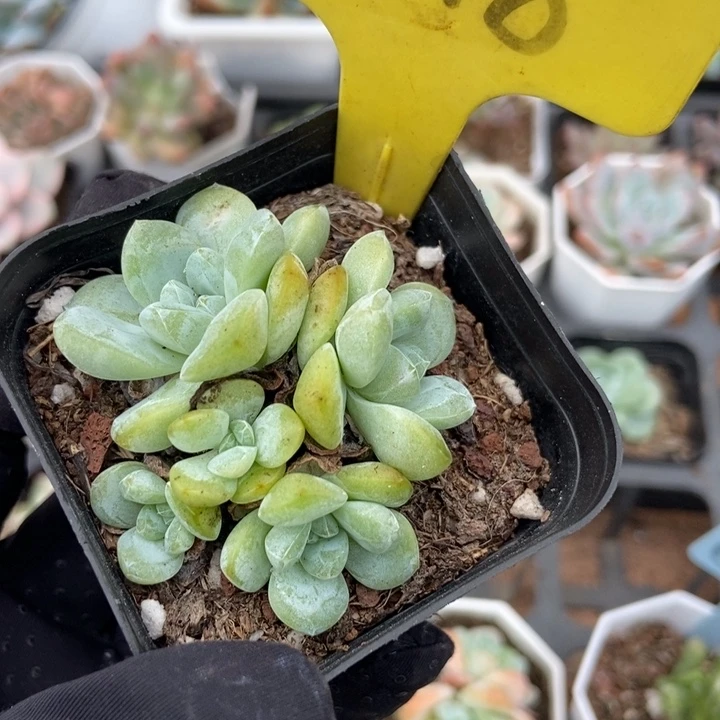 6118冰玉多肉植物