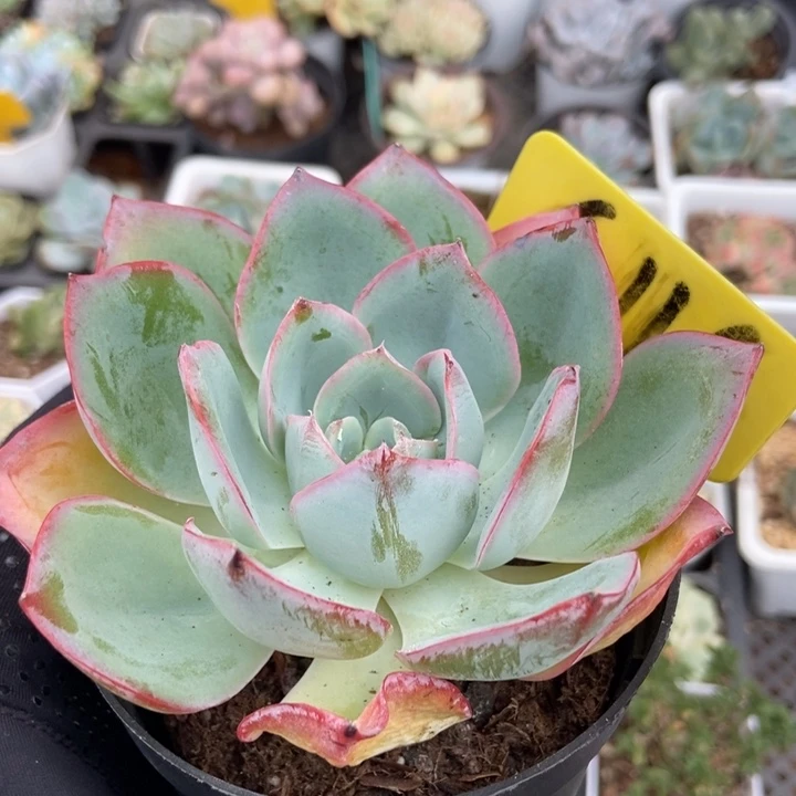 6116美国蓝光多肉植物