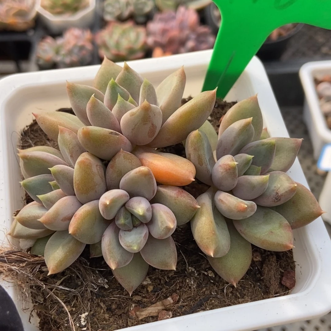 1916红象牙多肉植物