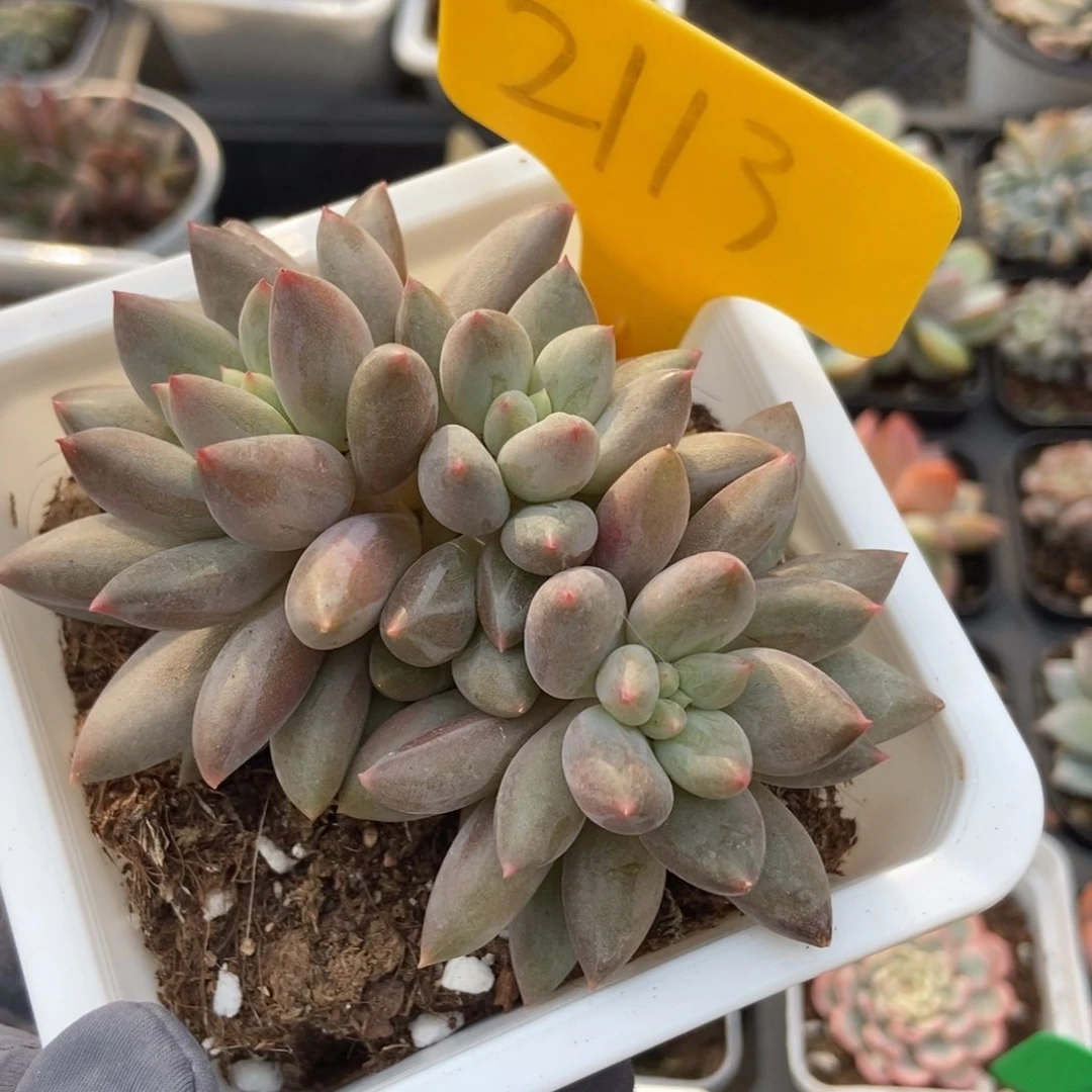 2113车厘子多肉植物保护