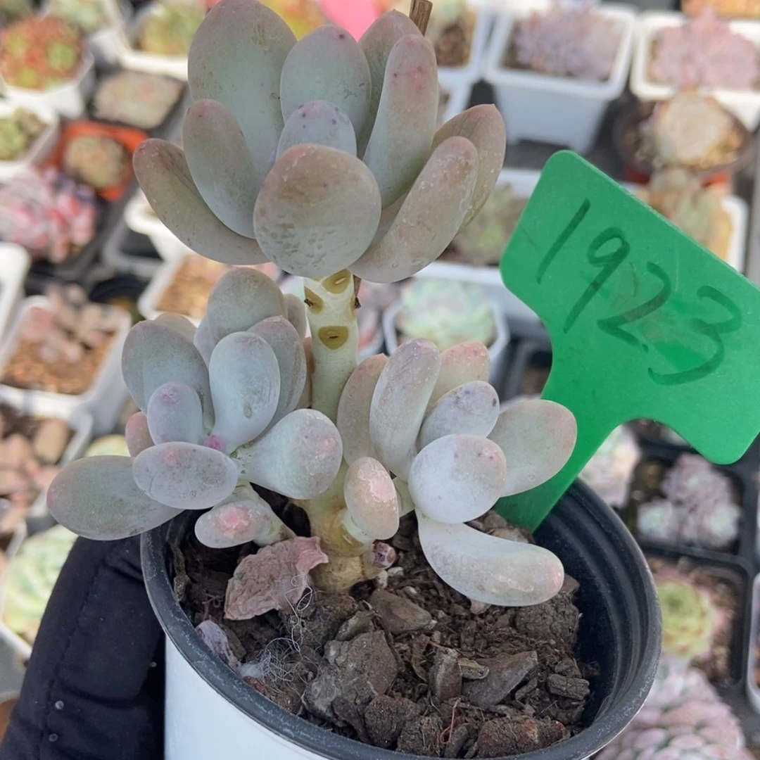 1923海狸美人多肉植物