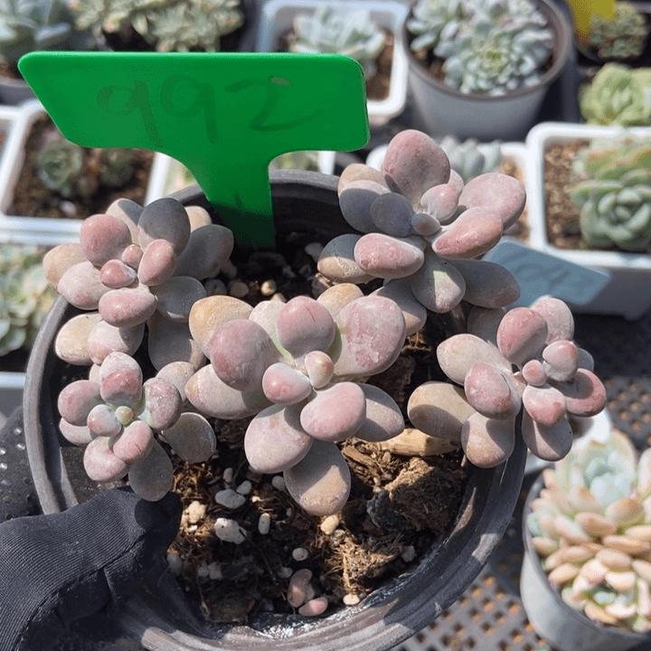 992桃蛋多肉植物保护