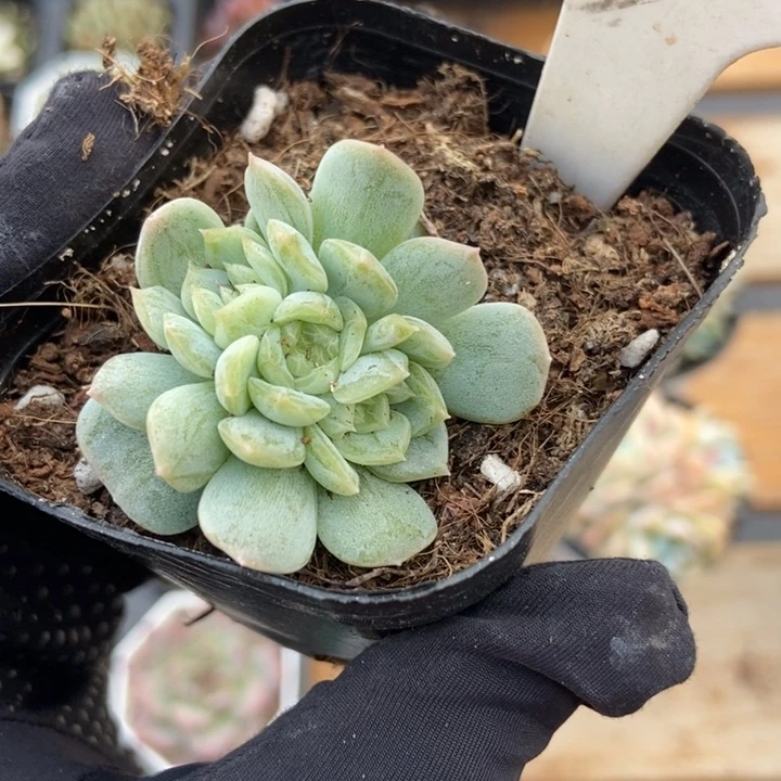 896白恋多肉植物