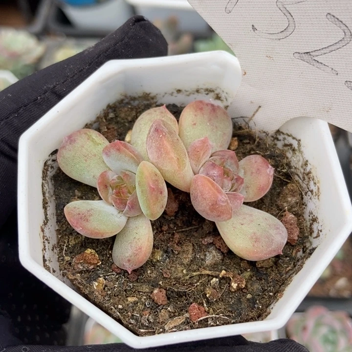 1322红恋多肉植物