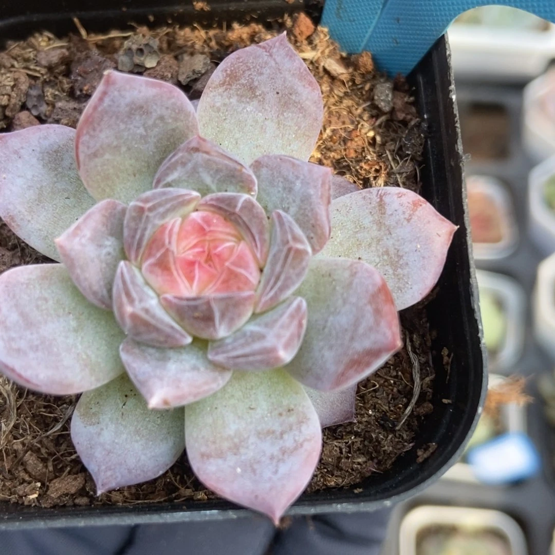 024琥珀多肉植物保护