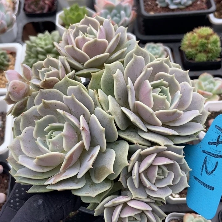 121露娜莲多肉植物