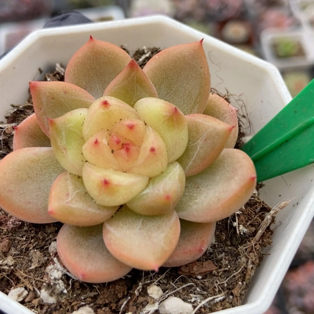 828珍妮多肉植物保护