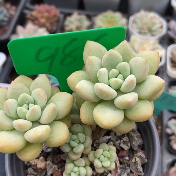 986泡泡糖多肉植物