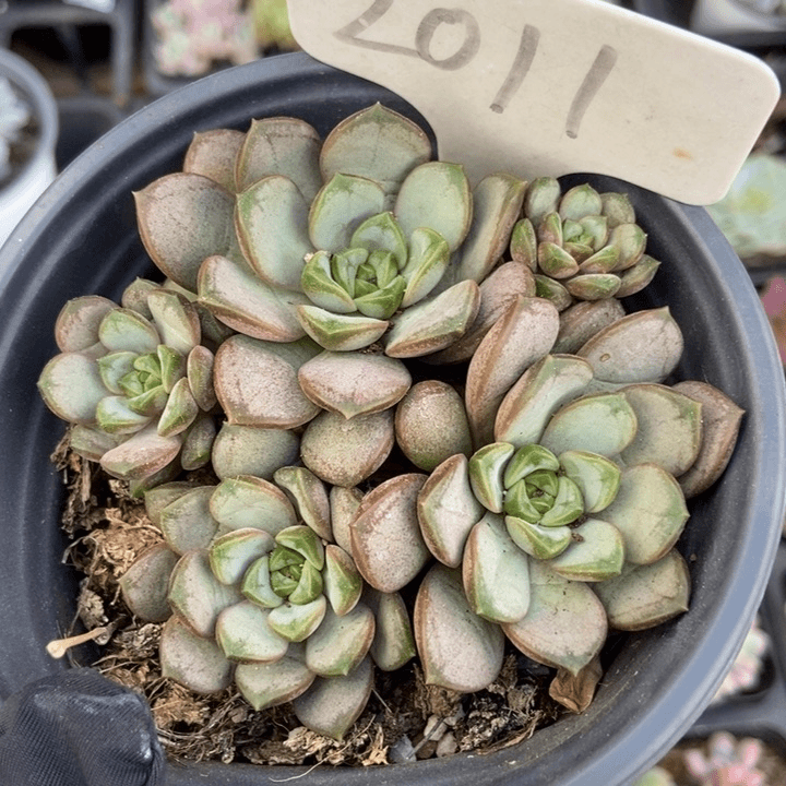 2011葡萄多肉植物保护