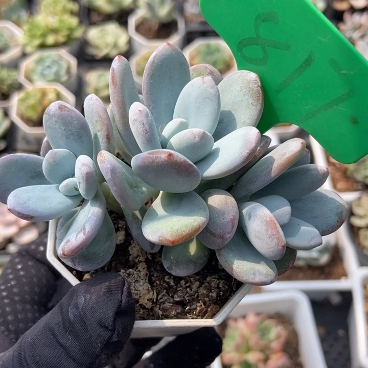 817雪美人多肉植物