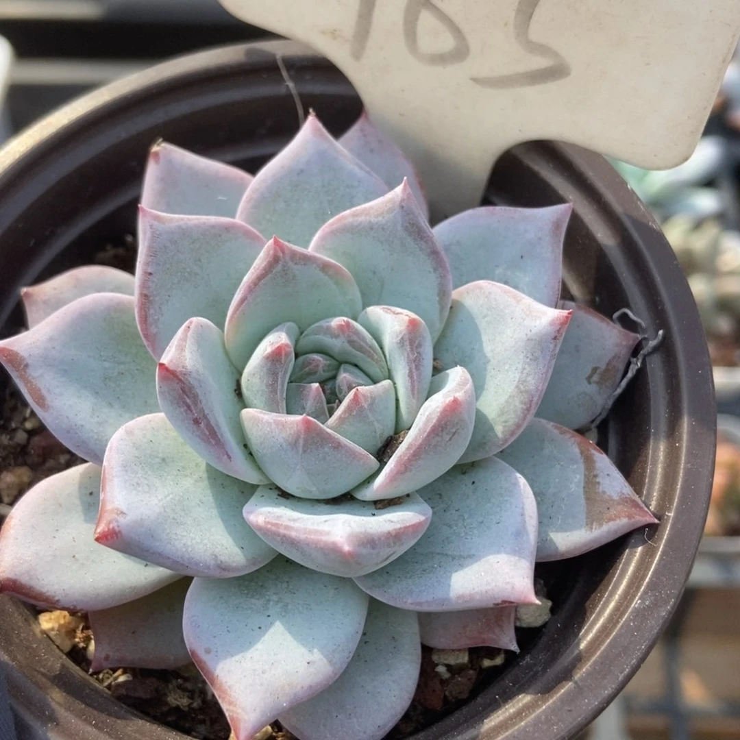 985粉蓝鸟多肉植物