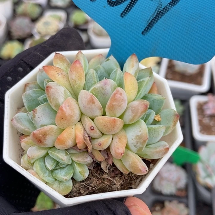1017梦冰多肉植物