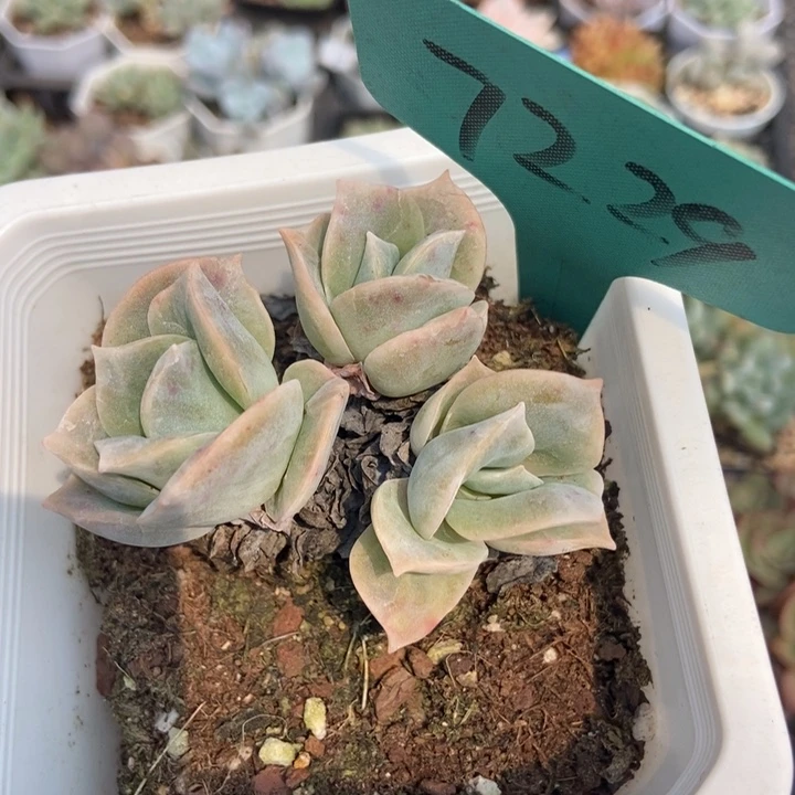 7229可爱玫瑰多肉植物