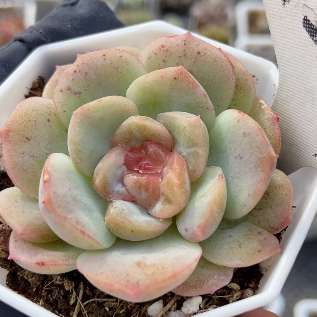 1287泡影多肉植物保护