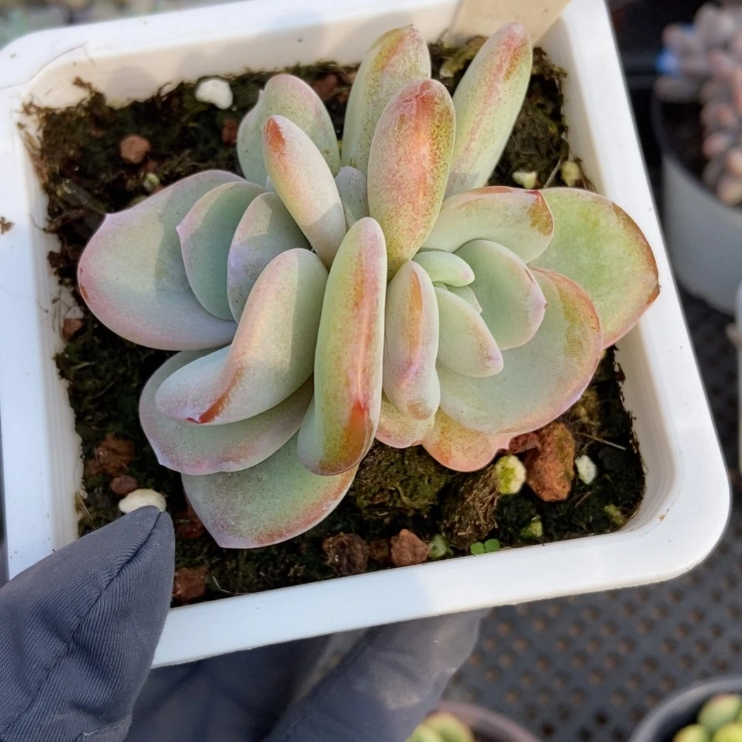 2044奶茶多肉植物保护