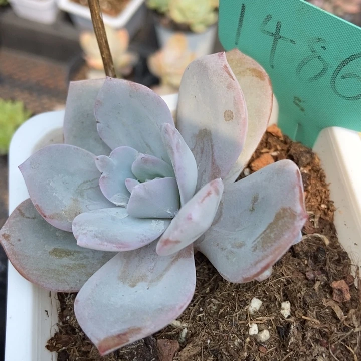 1486奶茶多肉植物