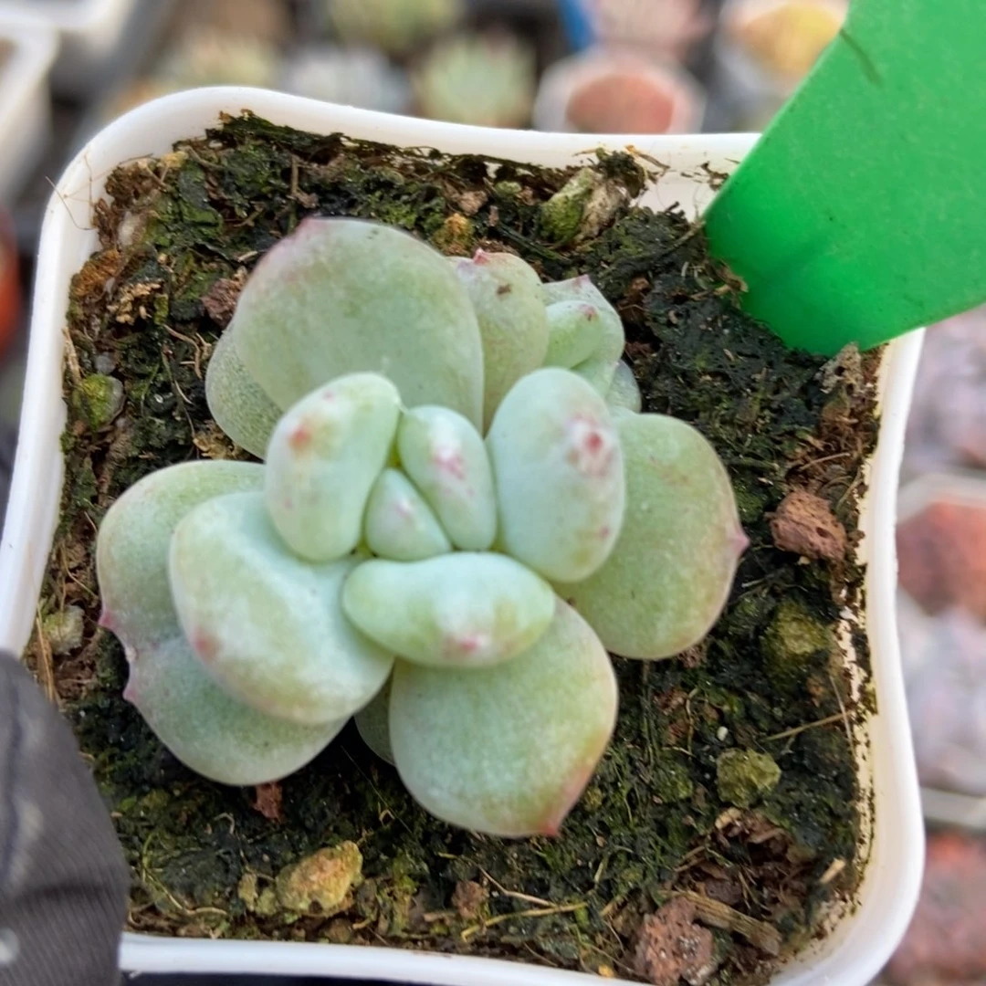 154星影石化多肉植物保护