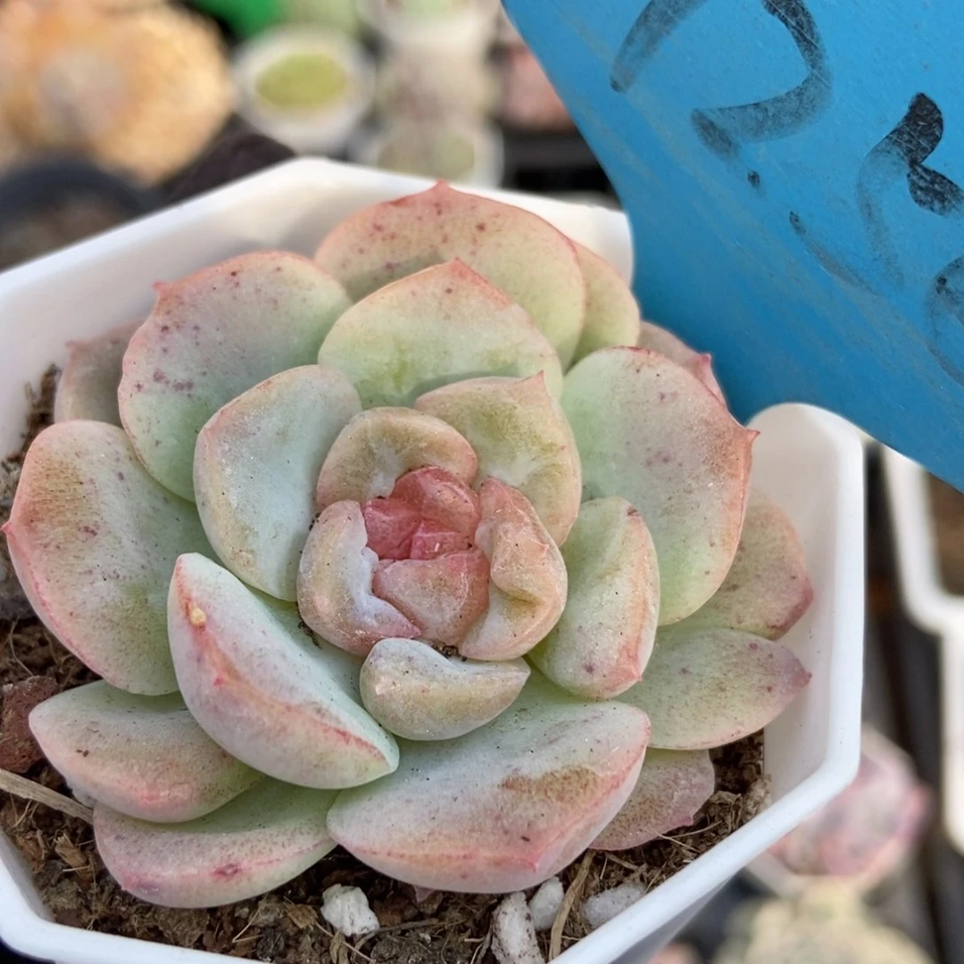 7256梦幻泡unsourced多肉