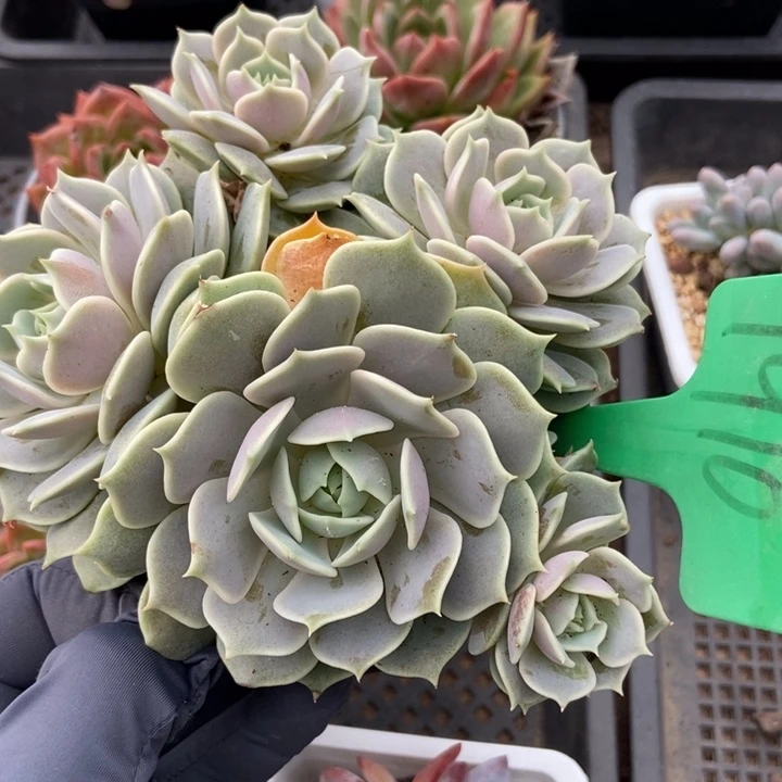 1910露纳莲多肉植物