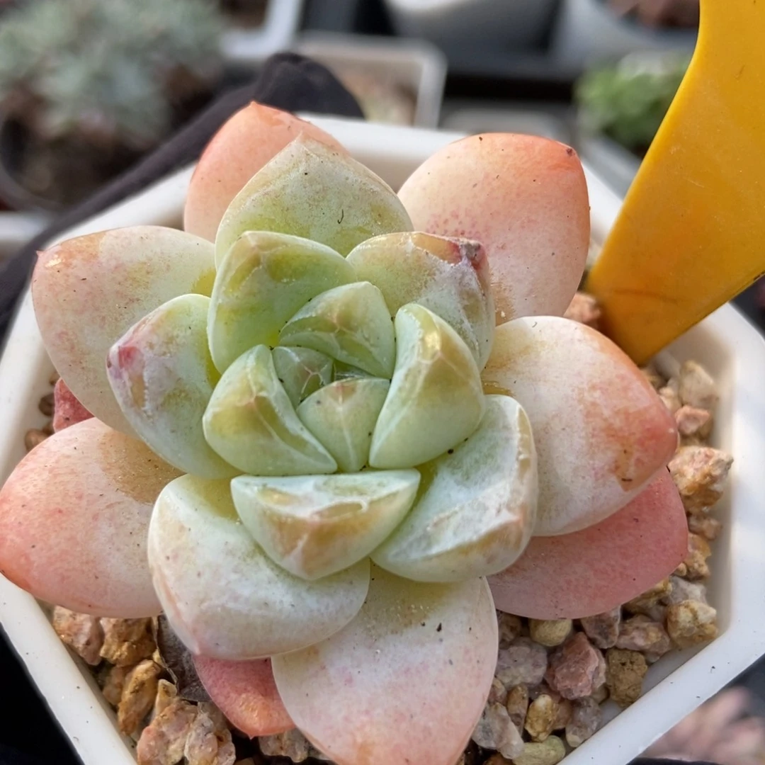 2090奶冰多肉植物保护