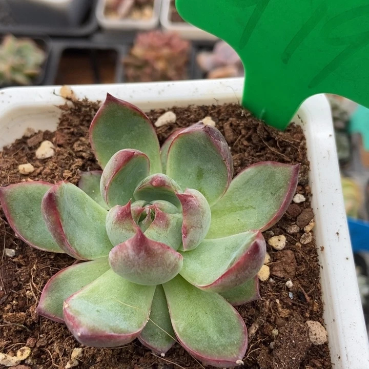 979惊鸿仙子多肉植物
