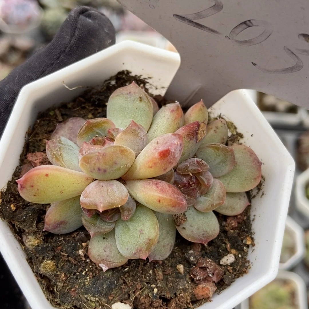 1203红恋多肉植物保护