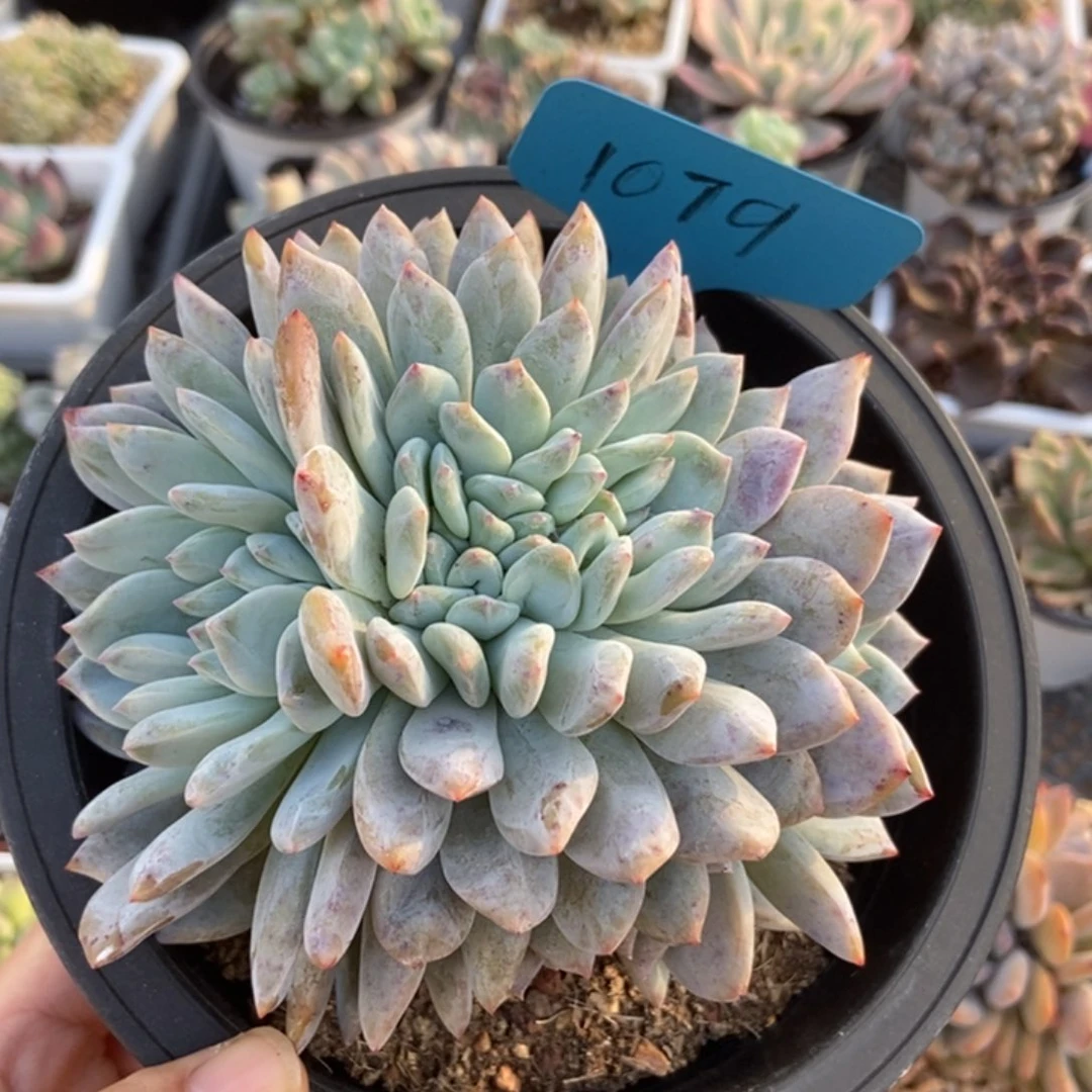 1079橙子缀多肉植物多多肉