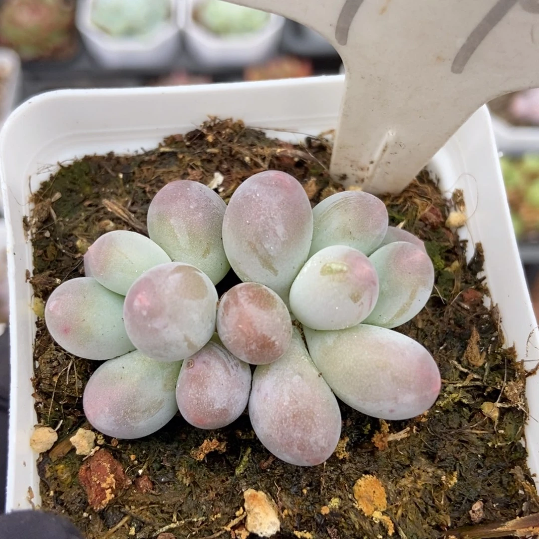 979汤圆多肉植物保护