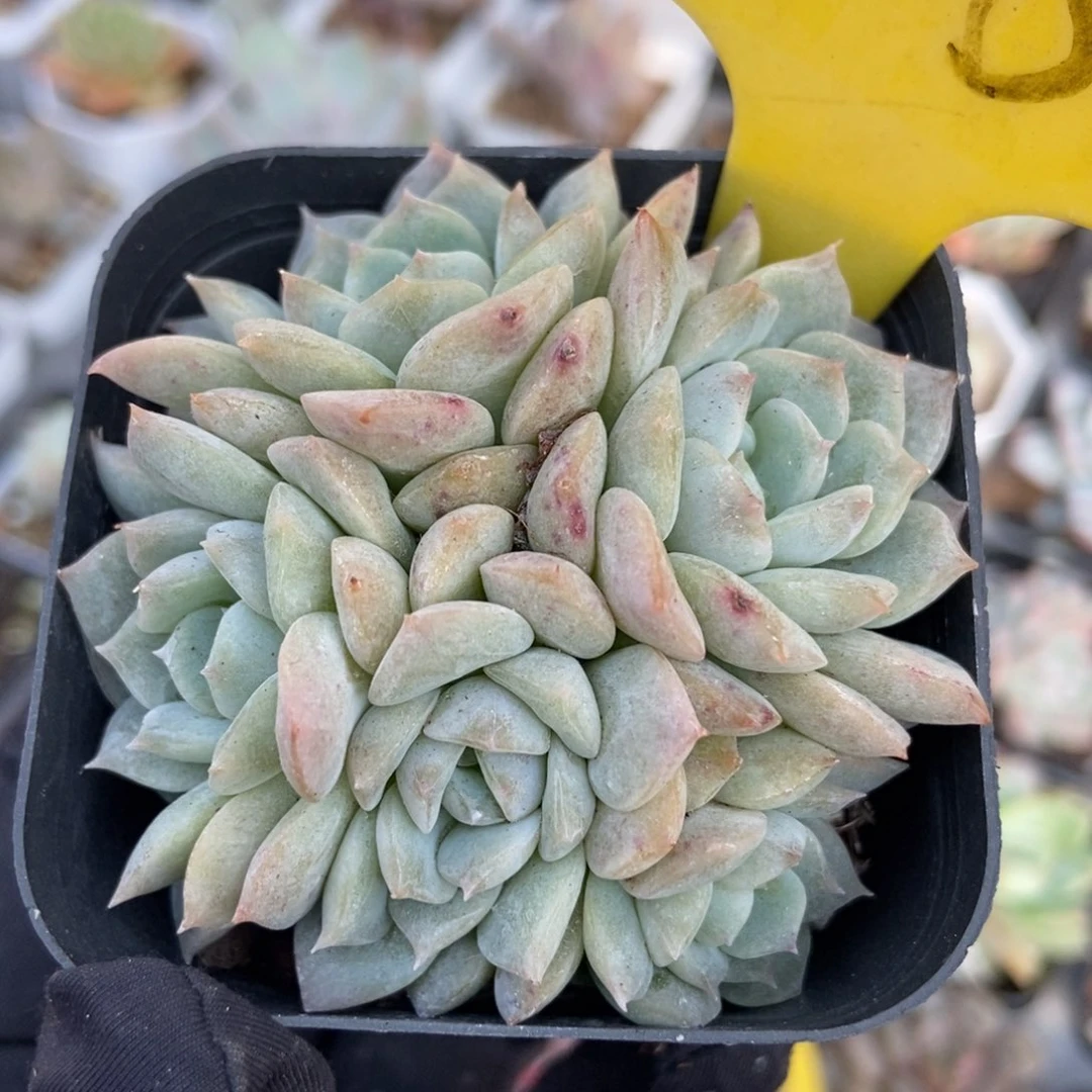 2000冰魄多肉植物保护