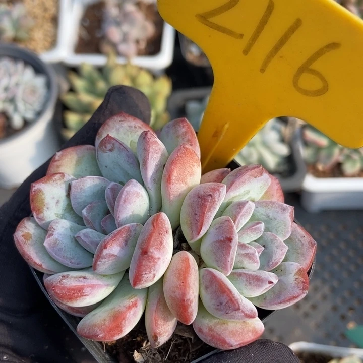 2116冰岛多肉植物保护