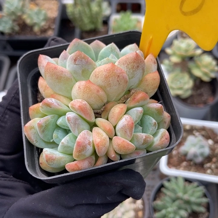 1940太妃糖多肉植物保护
