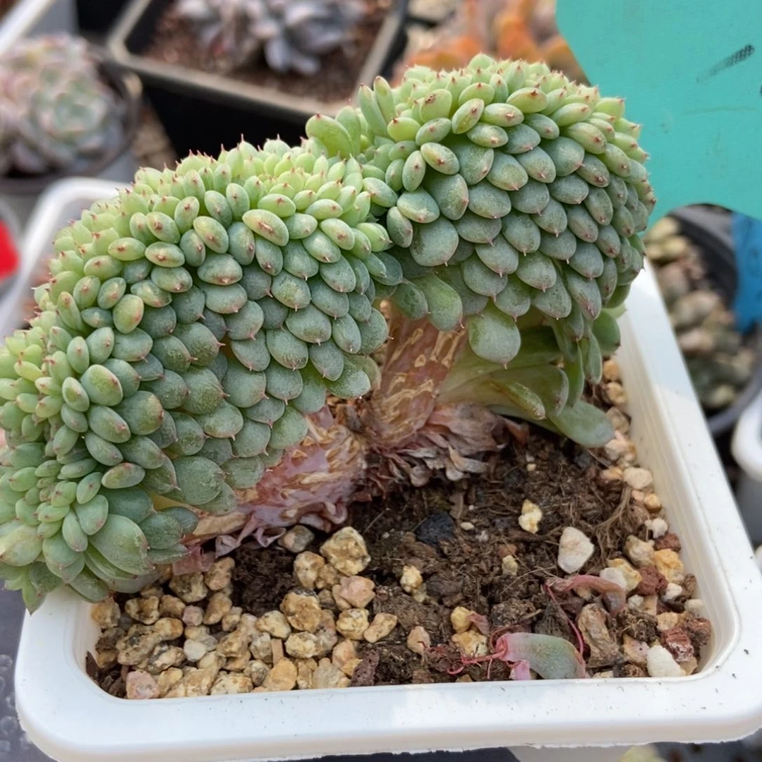 10白胖子缀多肉植物保护