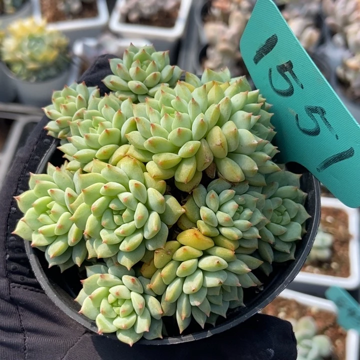 1551熊猫脸多肉植物