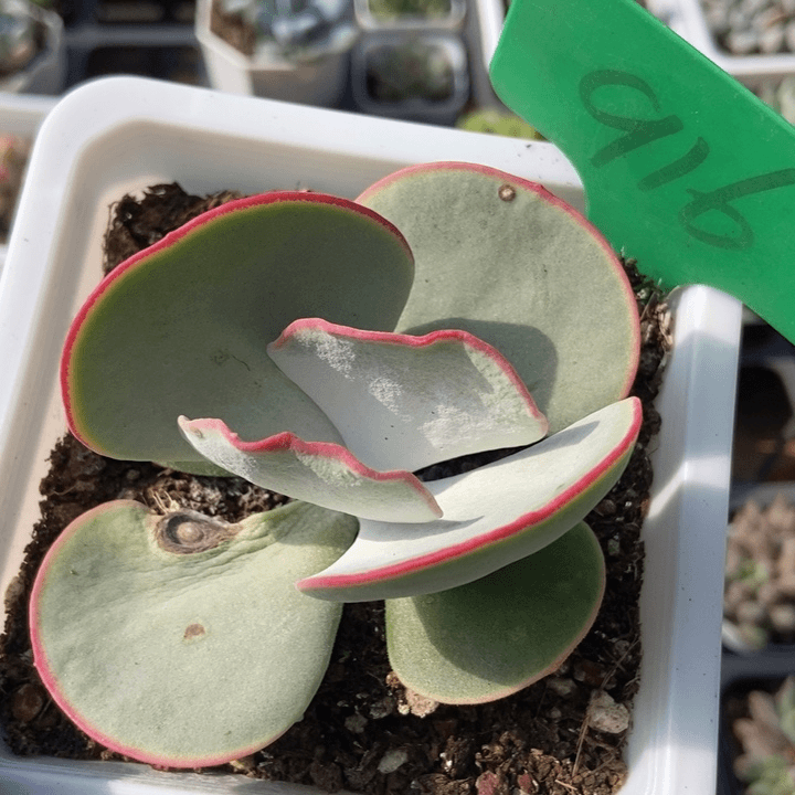 916白眉多肉植物保护