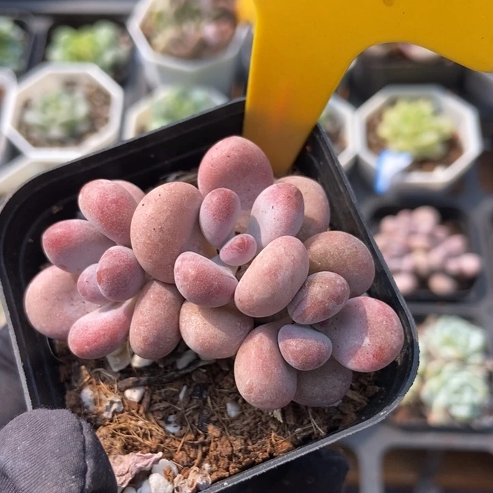 1621桃蛋多肉植物