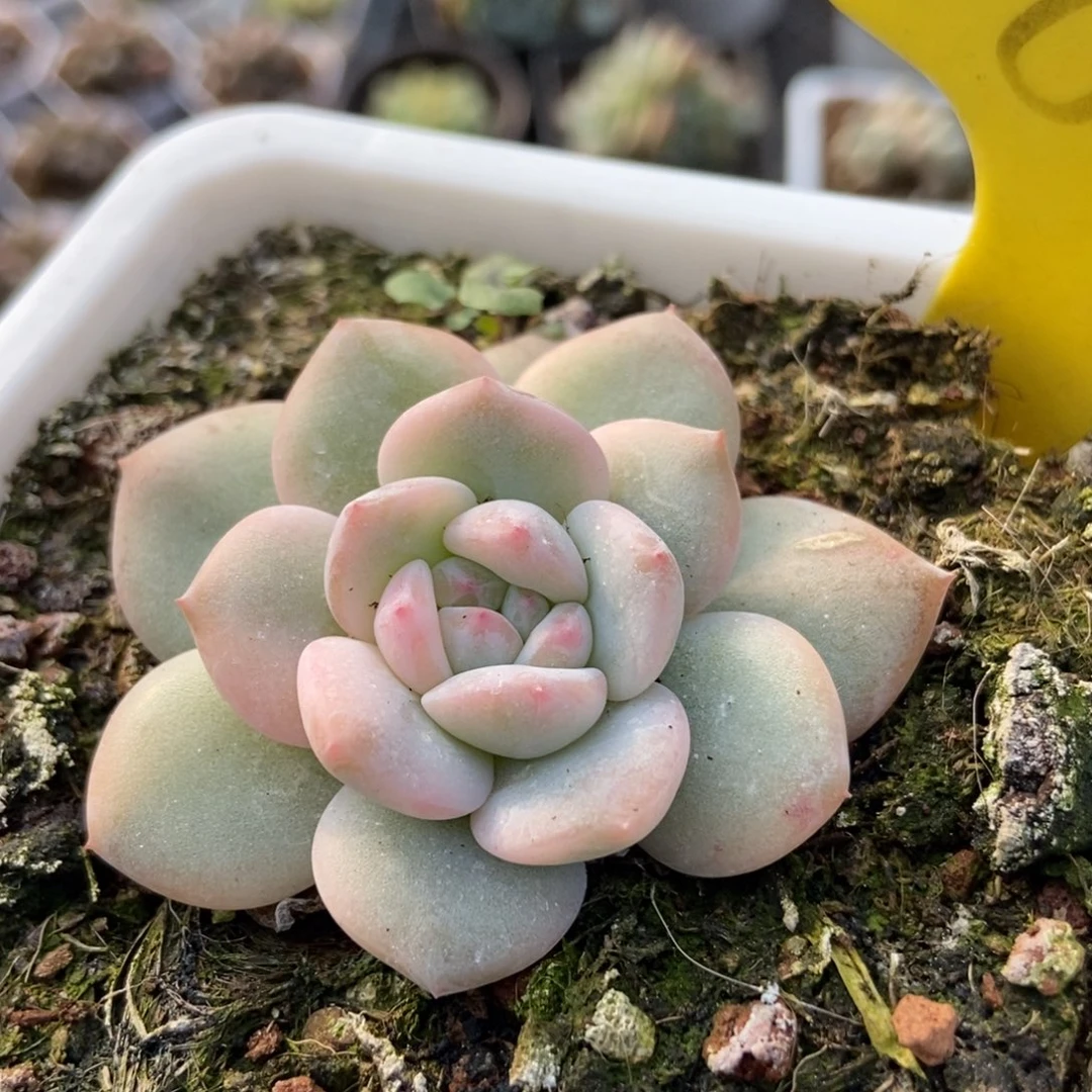 1860橙子锦多肉植物保护